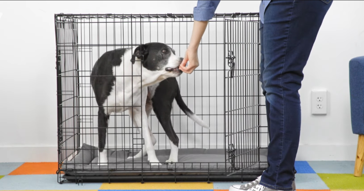 How to Crate Train an Older Dog A Gentle Guide to Canine Comfort