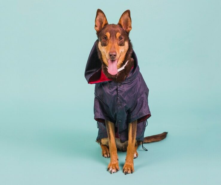rain jacket for dog